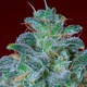 Auto Mohan Ram feminised Ganja Seeds - 4 насінини