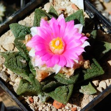 Ariocarpus fissuratus var. hintonii