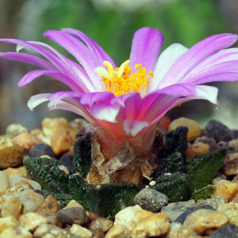 Ariocarpus fissuratus var. hintonii