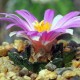Ariocarpus fissuratus var. hintonii