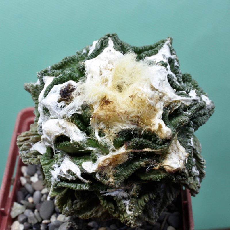 Ariocarpus fissuratus var. hintonii