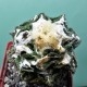 Ariocarpus fissuratus var. hintonii