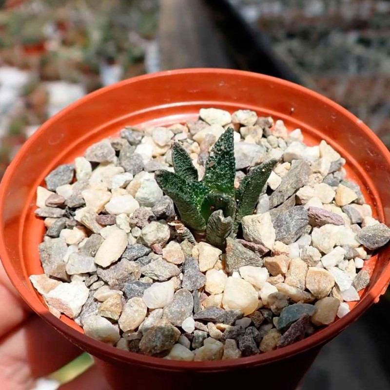Ariocarpus fissuratus var. hintonii