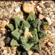 Ariocarpus fissuratus var. hintonii