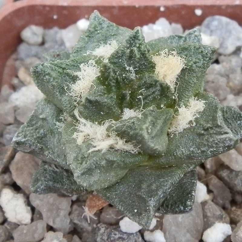 Ariocarpus fissuratus var. hintonii
