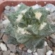 Ariocarpus fissuratus var. hintonii