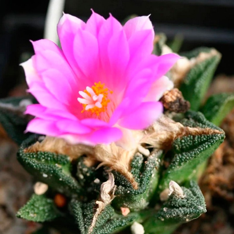Ariocarpus fissuratus var. hintonii