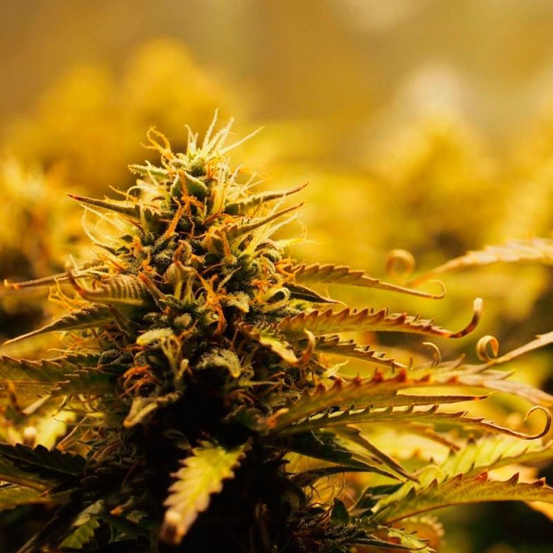 Jack 47 feminised Ganja Seeds - 4 насінини