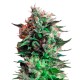 Jack 47 feminised Ganja Seeds - 4 насінини
