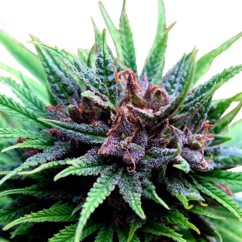 Auto Psylocke feminised GanjaVIP Seeds