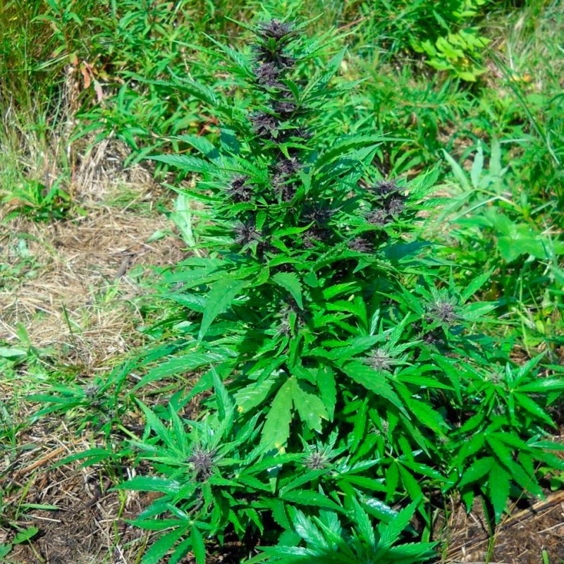 Auto Psylocke feminised GanjaVIP Seeds