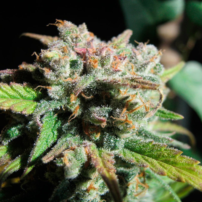 Auto Psylocke feminised GanjaVIP Seeds