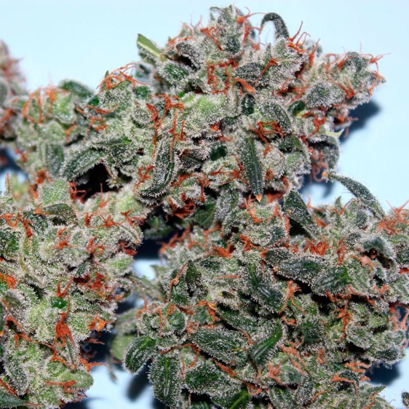 Auto Psylocke feminised GanjaVIP Seeds