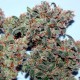 Auto Psylocke feminised GanjaVIP Seeds