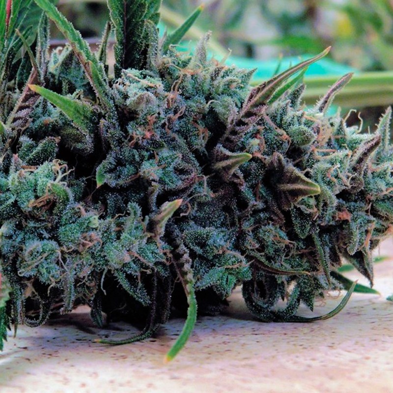 Auto Psylocke feminised GanjaVIP Seeds