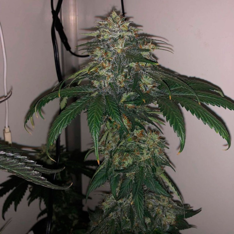 Flowerbomb Kush feminised Ganja Seeds - 777 насінин