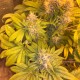 Flowerbomb Kush feminised Ganja Seeds - 777 насінин