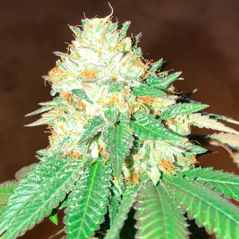 Flowerbomb Kush feminised Ganja Seeds - 777 насінин