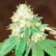Flowerbomb Kush feminised Ganja Seeds - 777 насінин