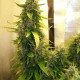 Russian Widow feminised Ganja Seeds - 2 насінини