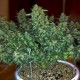 Auto Sweet Tooth feminised GanjaLiveSeeds