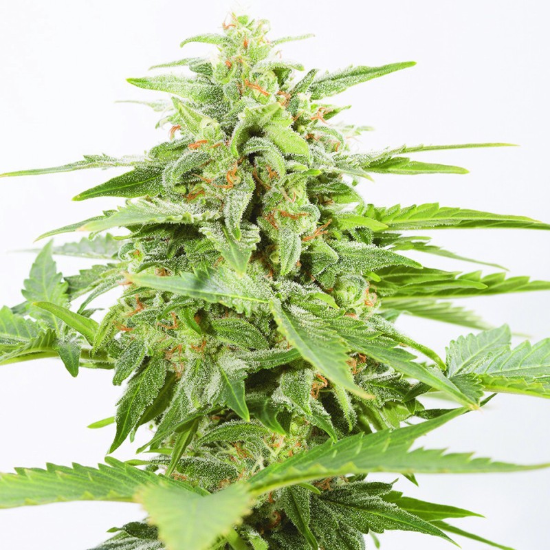 Auto Somango feminised Green Silk Road Seeds