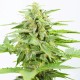 Auto Somango feminised Green Silk Road Seeds