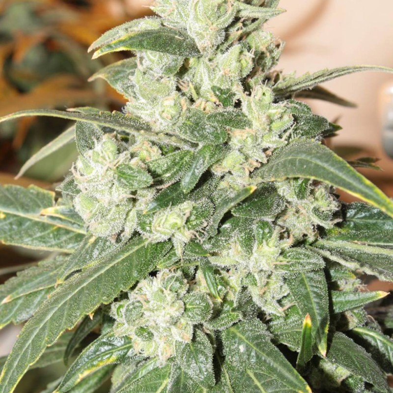 Auto Somango feminised Green Silk Road Seeds