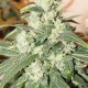 Auto Somango feminised Green Silk Road Seeds