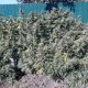 Sugar Black Rose (DS27) feminised GanjaLiveSeeds