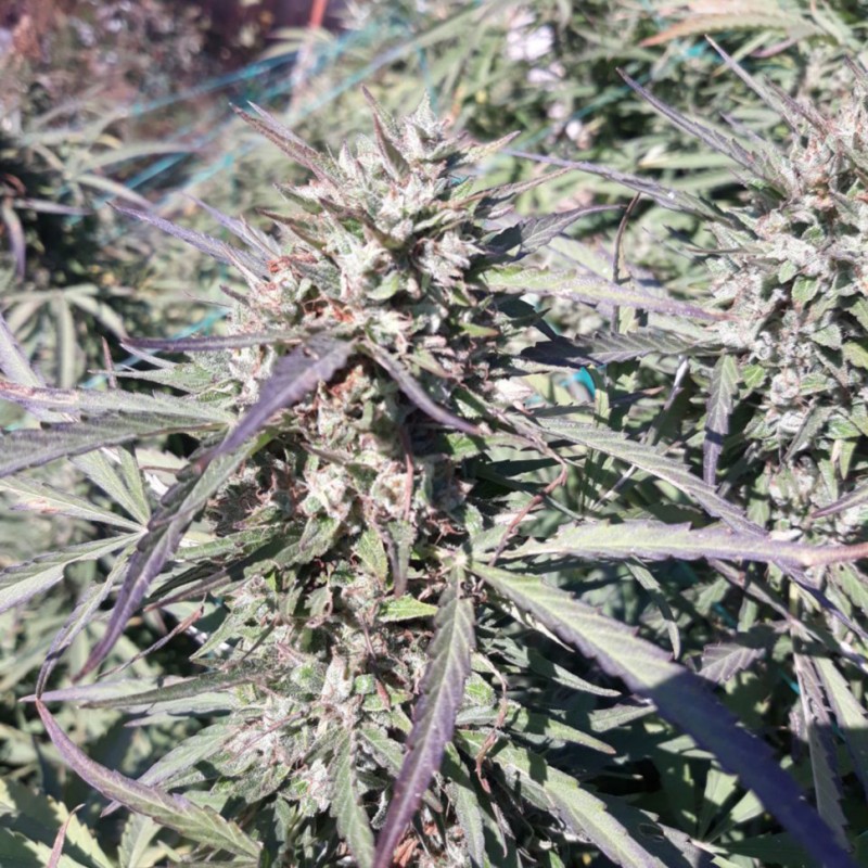 Sugar Black Rose (DS27) feminised GanjaLiveSeeds