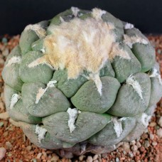 Ariocarpus lloydii