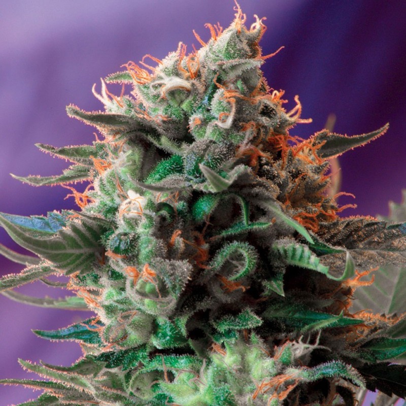 Jack 47 feminised GanjaLiveSeeds