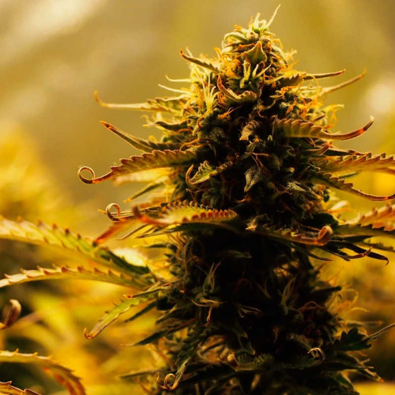 Jack 47 feminised GanjaLiveSeeds