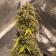 Gorilla Glue feminised Ganja Seeds