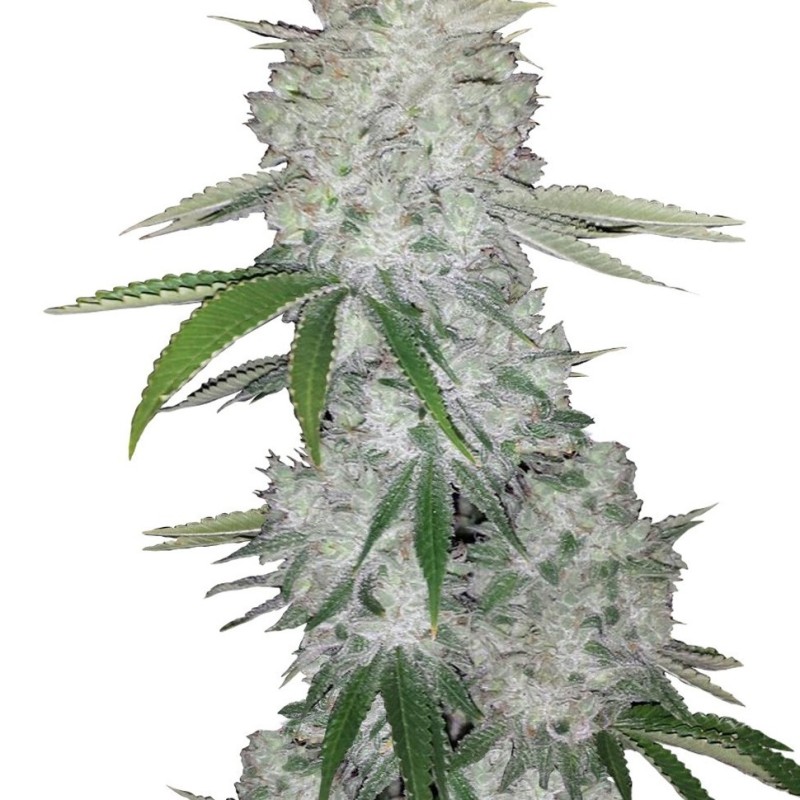 Gorilla Glue feminised Ganja Seeds