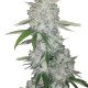 Gorilla Glue feminised Ganja Seeds