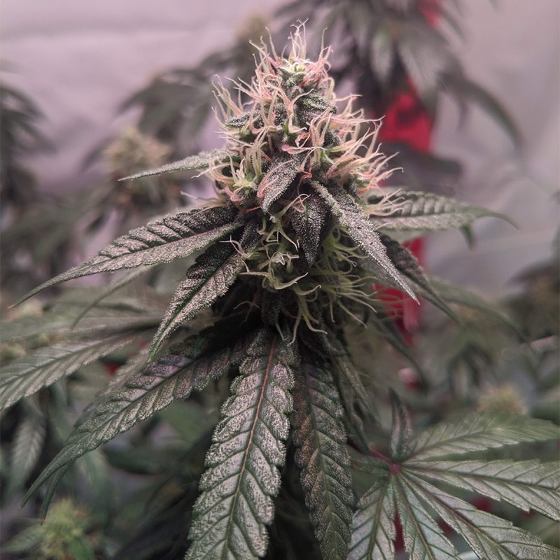 Gorilla Glue feminised Ganja Seeds