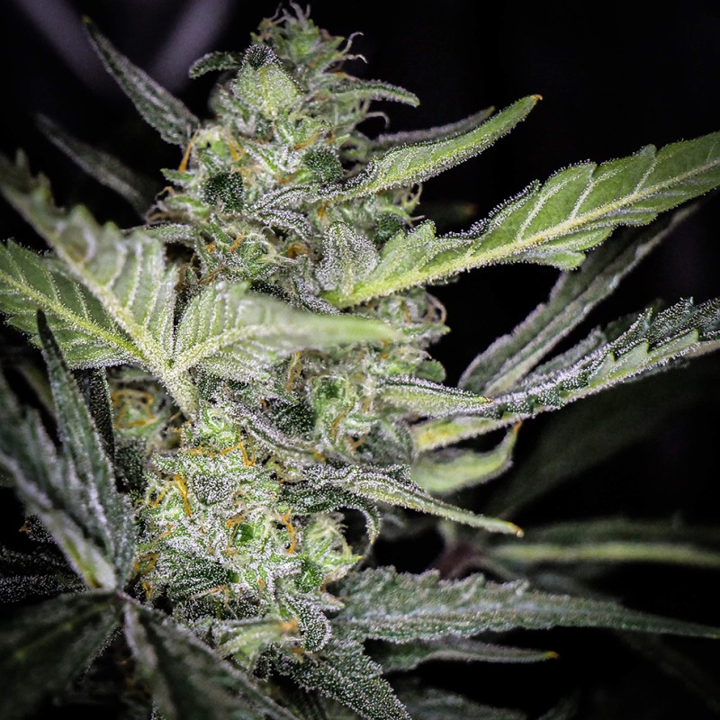 Auto Tangelo Rapido feminised Ganja Seeds - 2 насінини