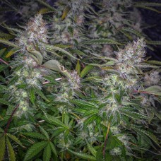 Auto Tutankhamon feminised GanjaLiveSeeds