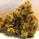 Auto Super Skunk feminised Green Silk Road Seeds
