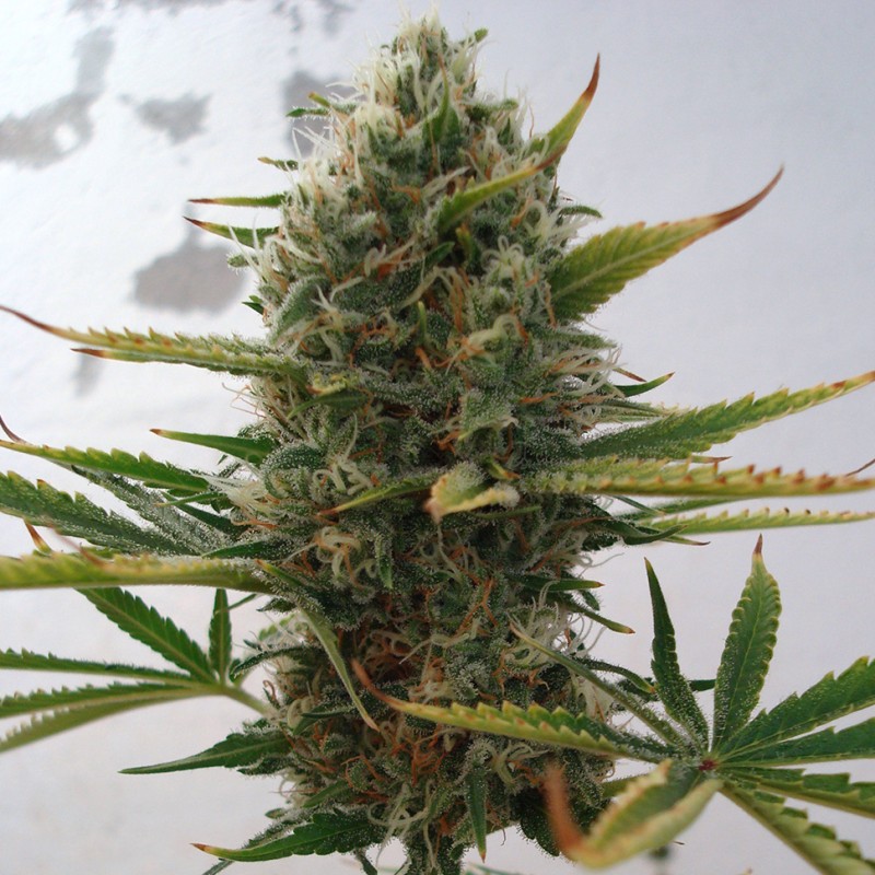 Auto Super Skunk feminised Green Silk Road Seeds