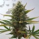 Auto Super Skunk feminised Green Silk Road Seeds