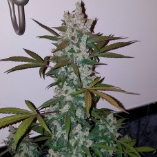 Girl Scout Cookies feminised GanjaLiveSeeds