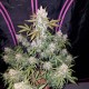 Girl Scout Cookies feminised GanjaLiveSeeds