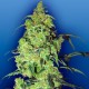 Auto Blow Mind feminised Ganja Seeds