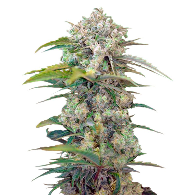 Cream Mandarine feminised GanjaLiveSeeds Fast Version