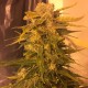 Cream Mandarine feminised GanjaLiveSeeds Fast Version