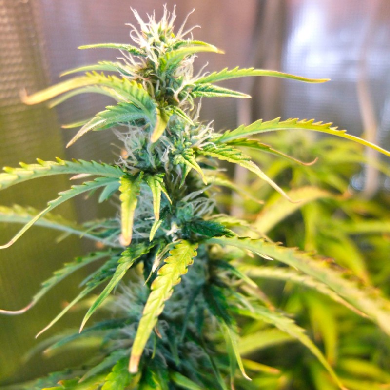 Green Crack feminised Ganja Seeds