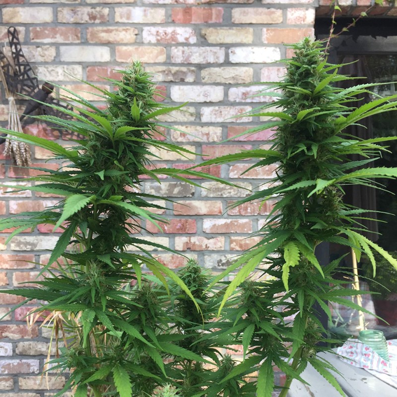 Auto Mango feminised Ganja Seeds - 2 насінини